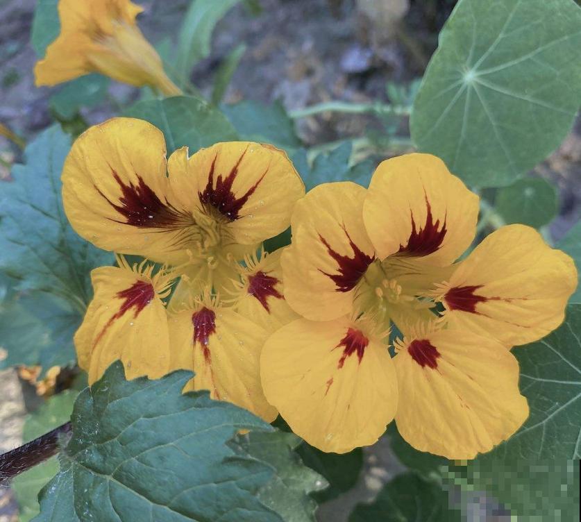 秋天快养旱金莲，花期特长，一年开三季！