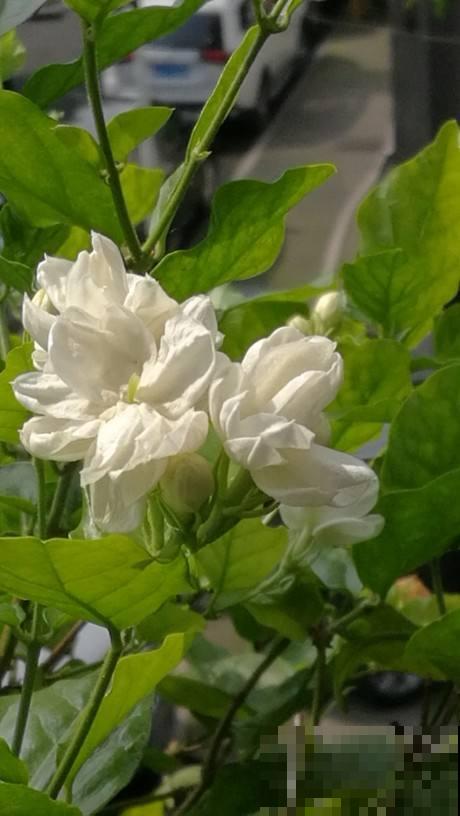 家里养茉莉，使劲晒多浇水，开花香飘十里