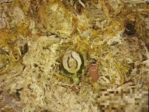 龟背竹长出长鞭子，连着茎一块砍下来，种土里就能活