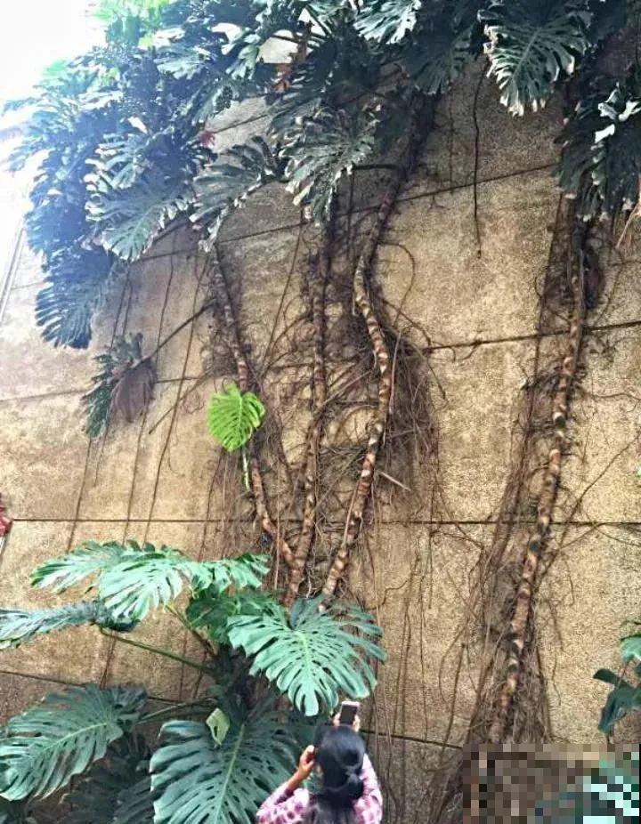 龟背竹长出长鞭子，连着茎一块砍下来，种土里就能活