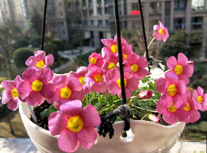 酢浆草太能生崽,一年生一堆,多得都想扔! 酢浆草太能生崽,一年生一堆,多得都想扔!