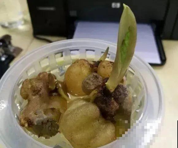 龟背竹长出长鞭子，连着茎一块砍下来，种土里就能活