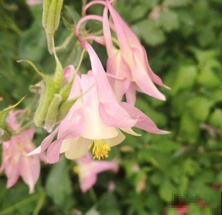 耧斗菜太“乖”,咋养都省心,懒人必备! 耧斗菜太“乖”,咋养都省心,懒人必备!