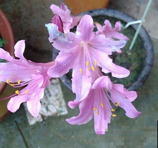 石蒜科的花,个比个漂亮,却是危险的有毒植物! 石蒜科的花,个比个漂亮,却是危险的有毒植物!