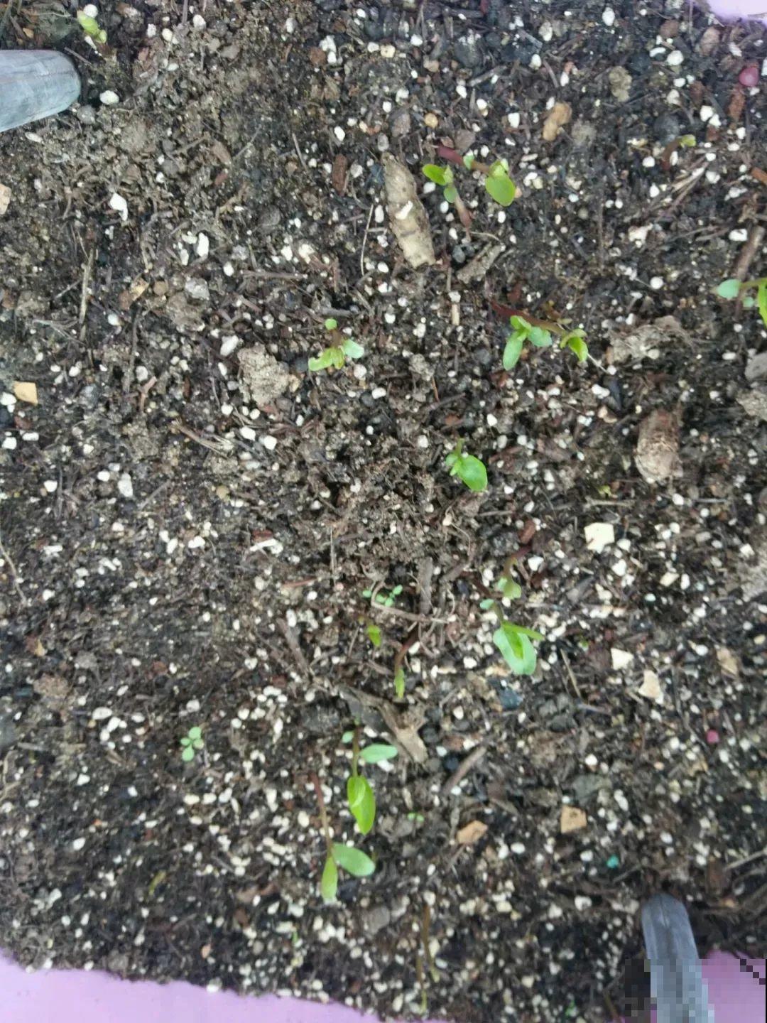 这花太好养,-40℃冻不死,1年能长6米! 这花太好养,-40℃冻不死,1年能长6米!