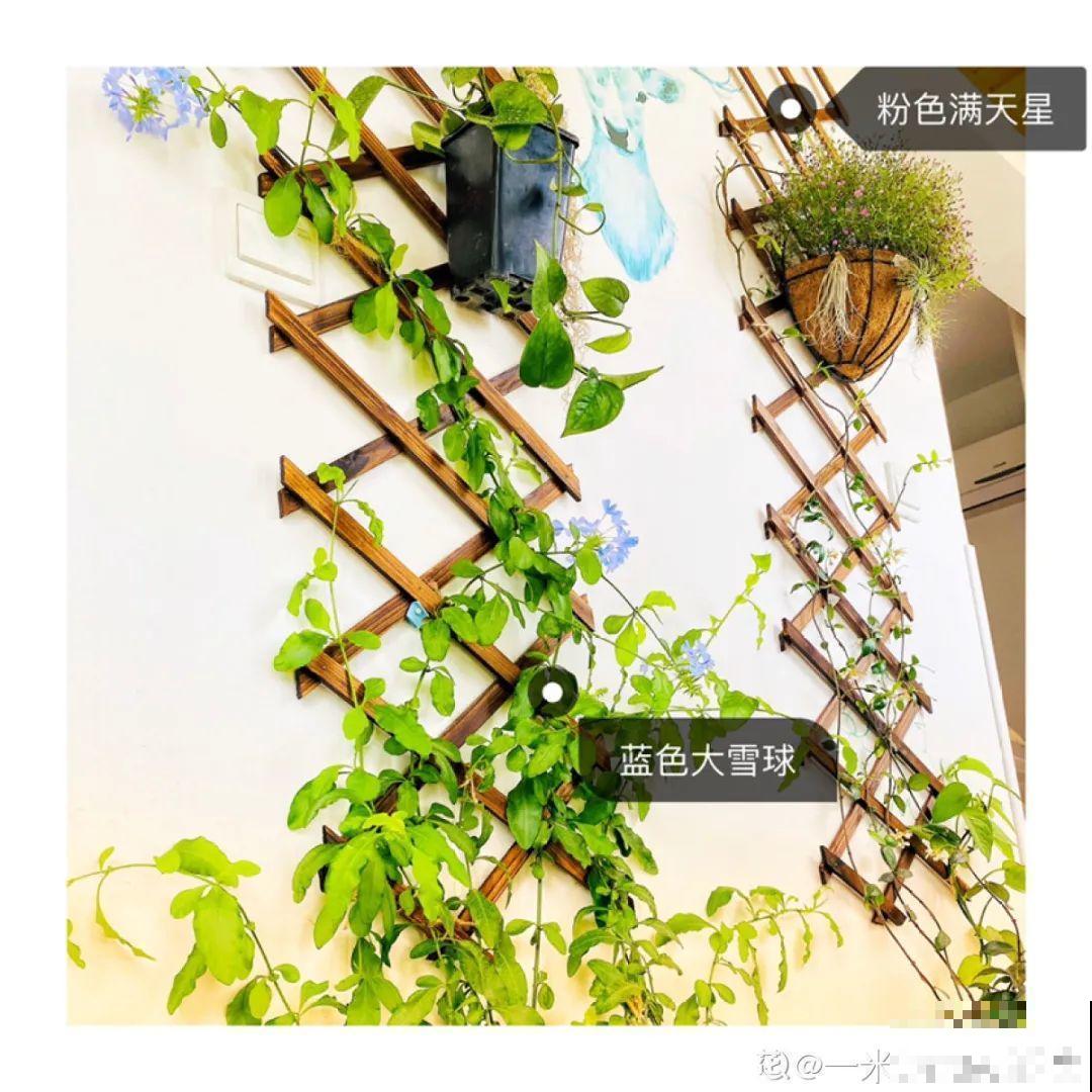 家里4个角落别浪费，分别养些好看的花，一年就能变花园！