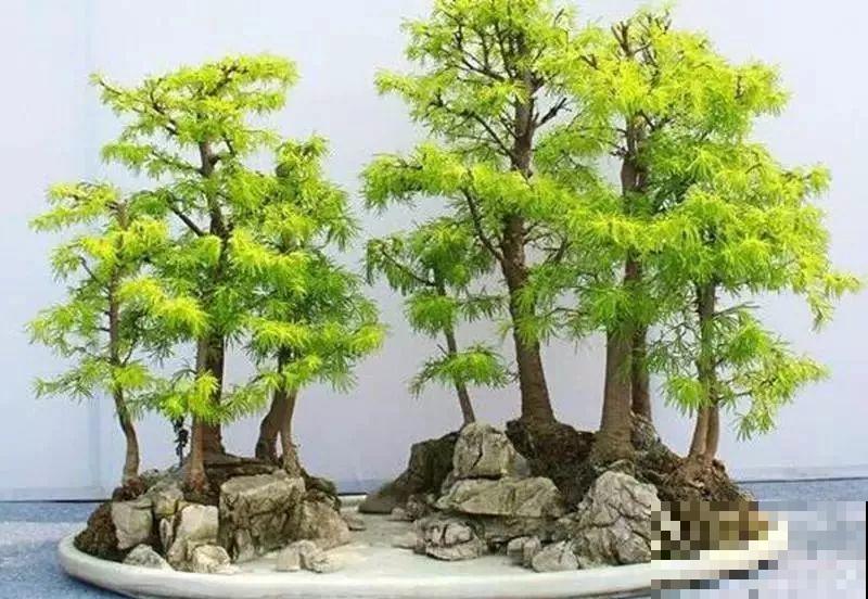 惊艳的6大盆景造型,中国植物艺术的巅峰,收藏起来! 惊艳的6大盆景造型,中国植物艺术的巅峰,收藏起来!