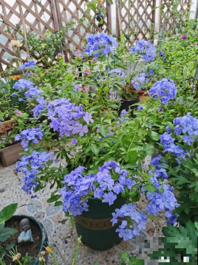 8种花要舍得掐，才能越长越旺盛