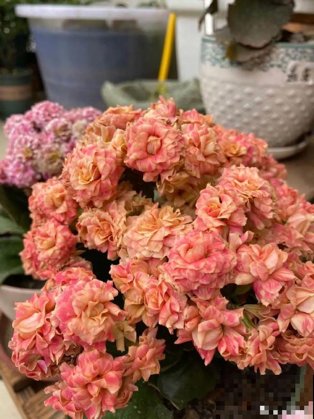 8种花要舍得掐,才能越长越旺盛 8种花要舍得掐,才能越长越旺盛