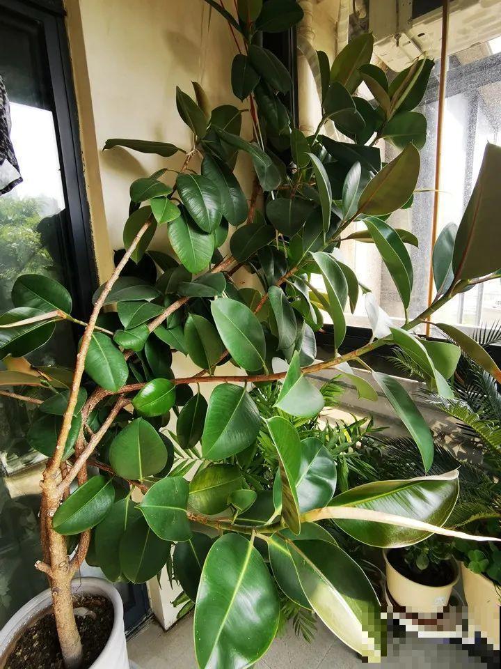 龟背竹是“吸废气”高手，家里放一盆，门窗紧闭也能空气清新！