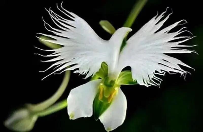 千篇一律？在家养盆白鹭草，花友全得来围观！