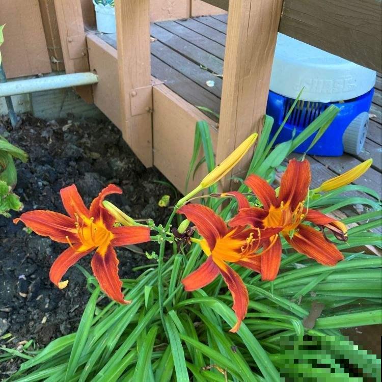 萱草不开花？做好这6点，小黄花开满园！