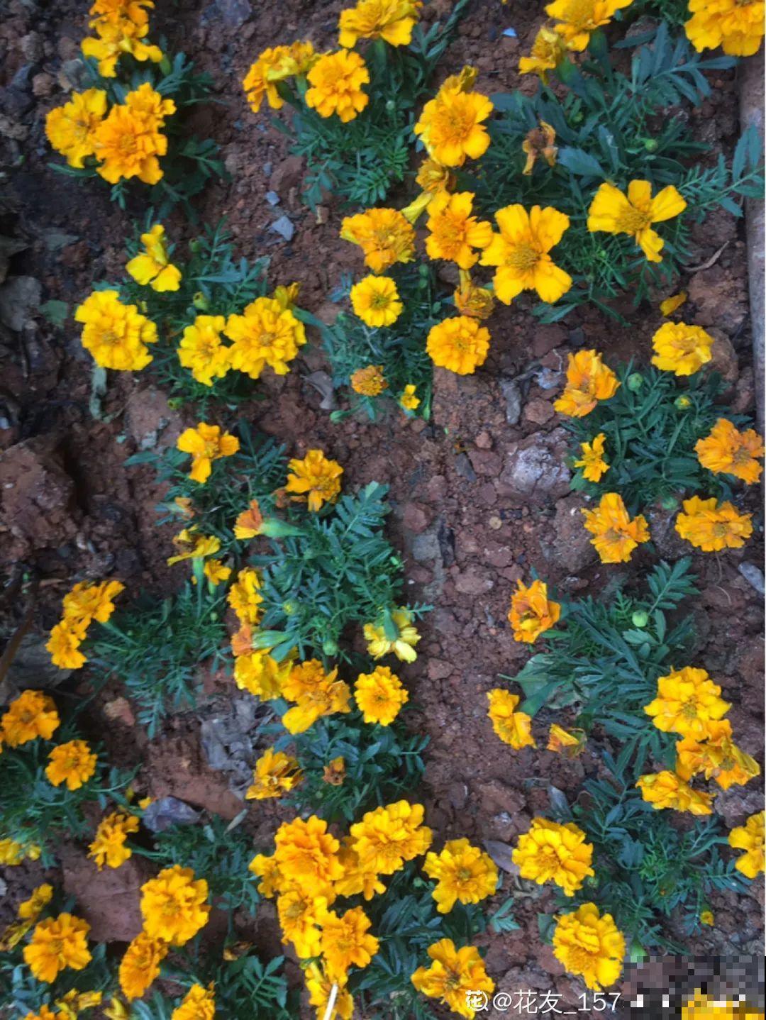 一次性的花，秋天开完就扔了，别浪费时间！