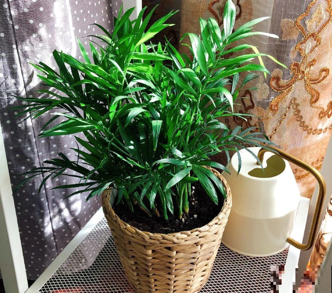 龟背竹是“吸废气”高手，家里放一盆，门窗紧闭也能空气清新！