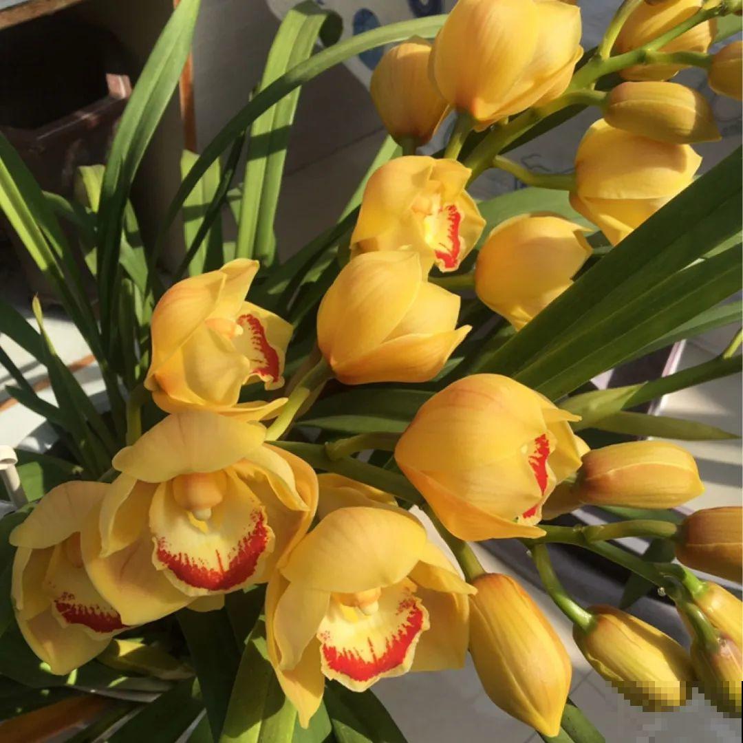 看图猜花名，100道题，测你的养花天分！