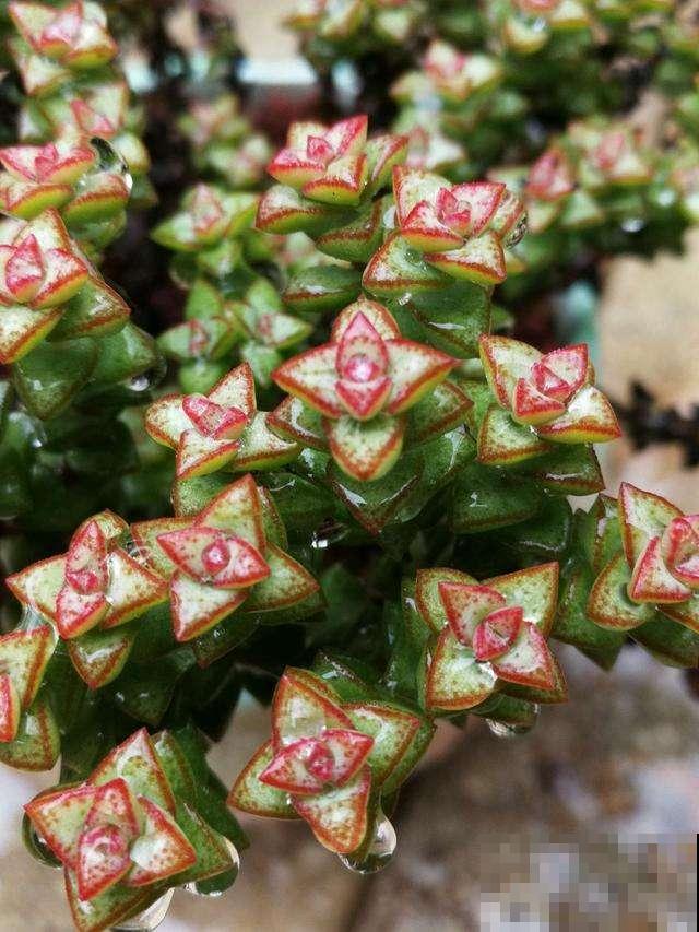 多肉这么养,才能养的白白胖胖,10年不烂根 多肉这么养,才能养的白白胖胖,10年不烂根