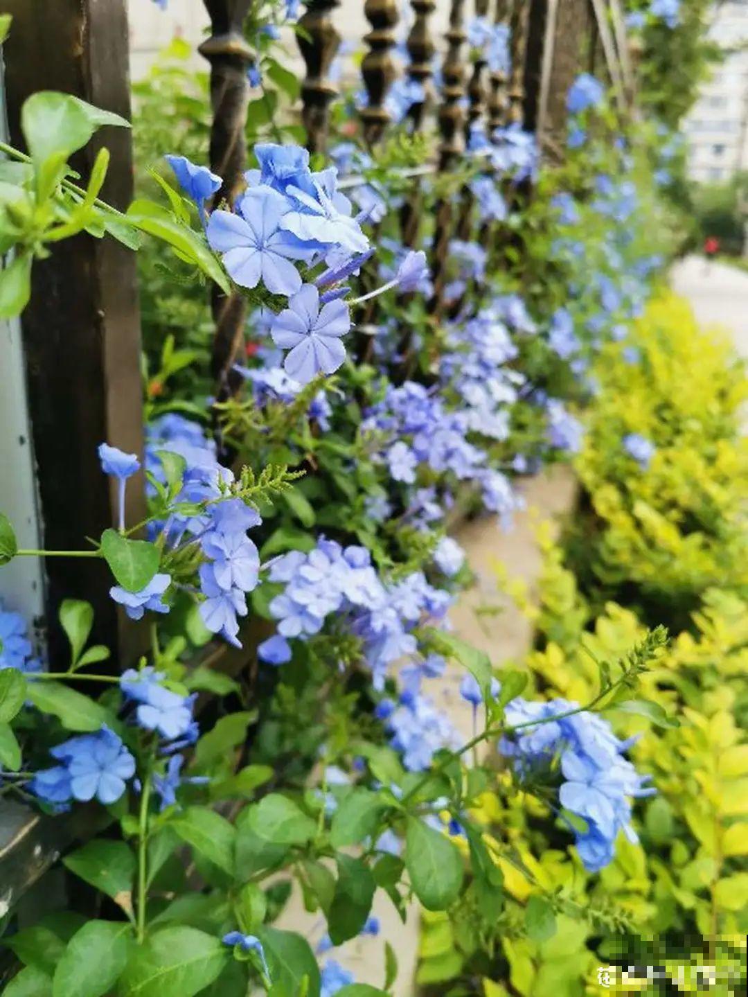 夏天的耐晒开花机器，越热开花越多，家里有一棵就够了！