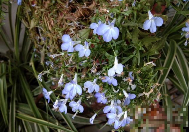 秋冬别养绿萝了，这种耐寒的开花机器，更适合懒人养！