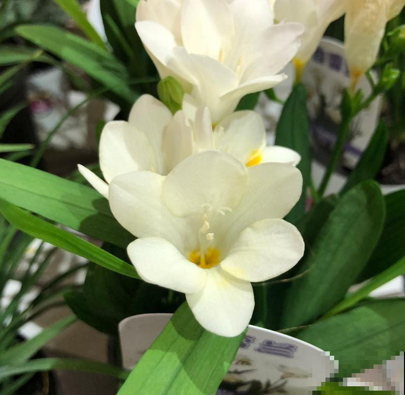 那些被你扔掉的香雪兰种球，栽土里还能活，不看亏大了！