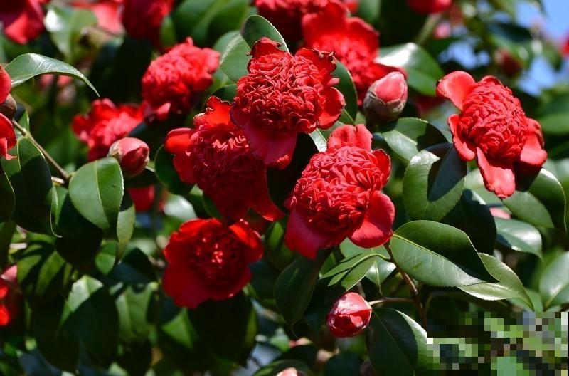 40年的大茶花，开花像荔枝果盘，红红火火真吉祥！