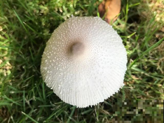 20种毒蘑菇，遇到千万别碰，贪吃必送医院！