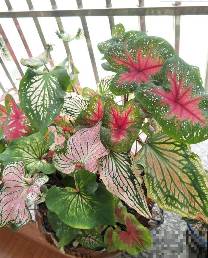 5种网红植物，叶子粉粉嫩嫩，耐阴又好养！