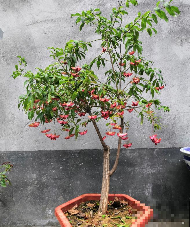 5种名字叫蝴蝶的花，全认识的没几个，最后一种长得太像了！