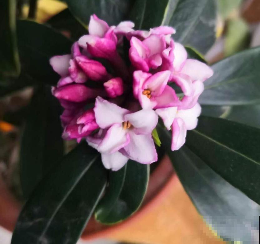 金边瑞香特喜酸,柠檬水浇一浇,开得特欢! 金边瑞香特喜酸,柠檬水浇一浇,开得特欢!