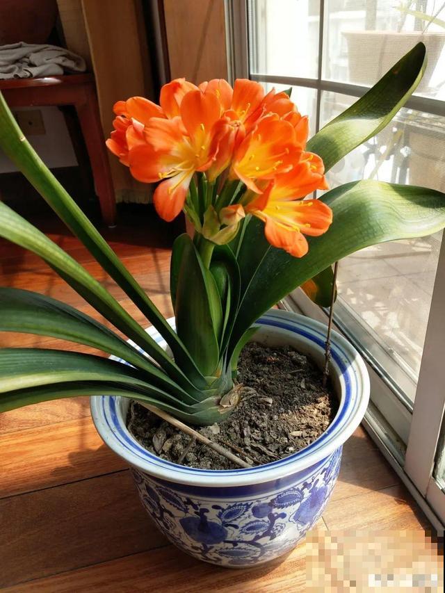 养根的3个小方法,照着一步步做,根能撑爆盆! 养根的3个小方法,照着一步步做,根能撑爆盆!