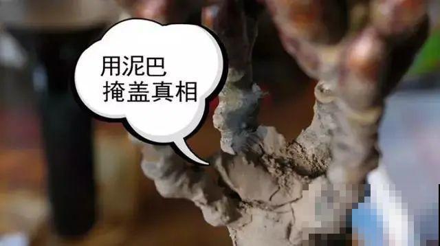 7种花,全是骗人的,白花冤枉钱! 7种花,全是骗人的,白花冤枉钱!