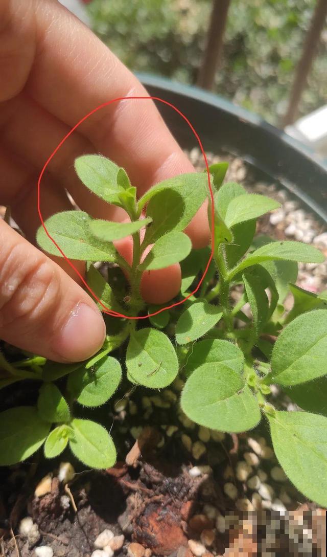 8种花要舍得掐,才能越长越旺盛 8种花要舍得掐,才能越长越旺盛