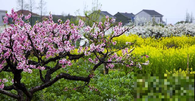 养花人都有个田园梦:一处小院,繁花盛开! 养花人都有个田园梦:一处小院,繁花盛开!