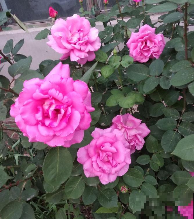 扦插最佳时期到了,有这花赶紧插,沾土就能活! 扦插最佳时期到了,有这花赶紧插,沾土就能活!