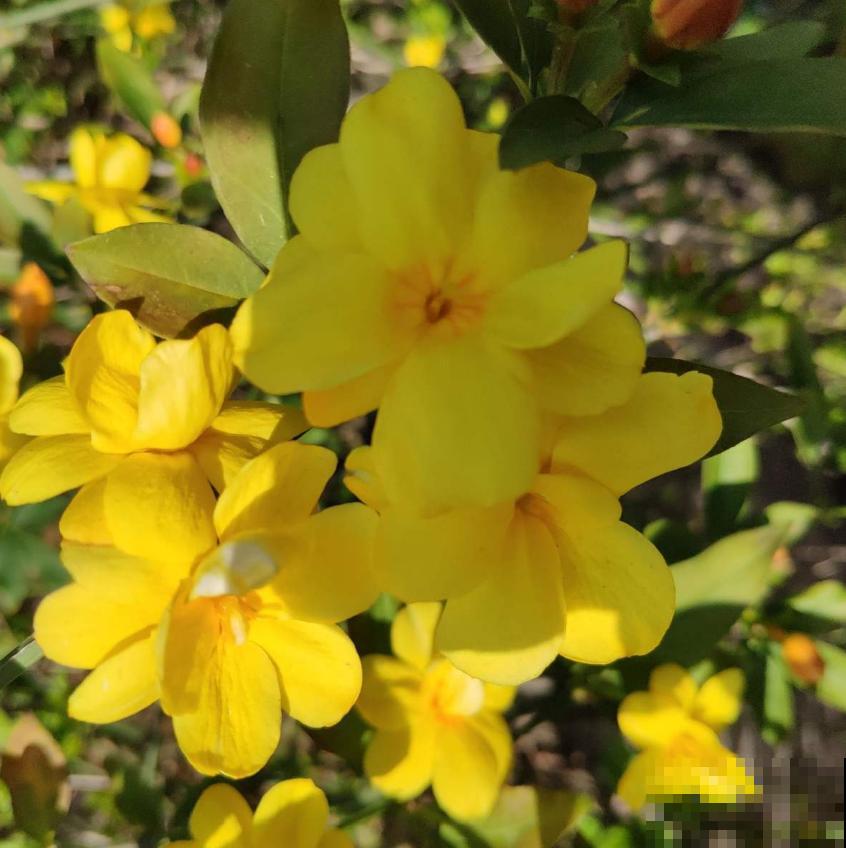 秋天修剪要慎重,这4种花不能随便剪,剪了就后悔! 秋天修剪要慎重,这4种花不能随便剪,剪了就后悔!