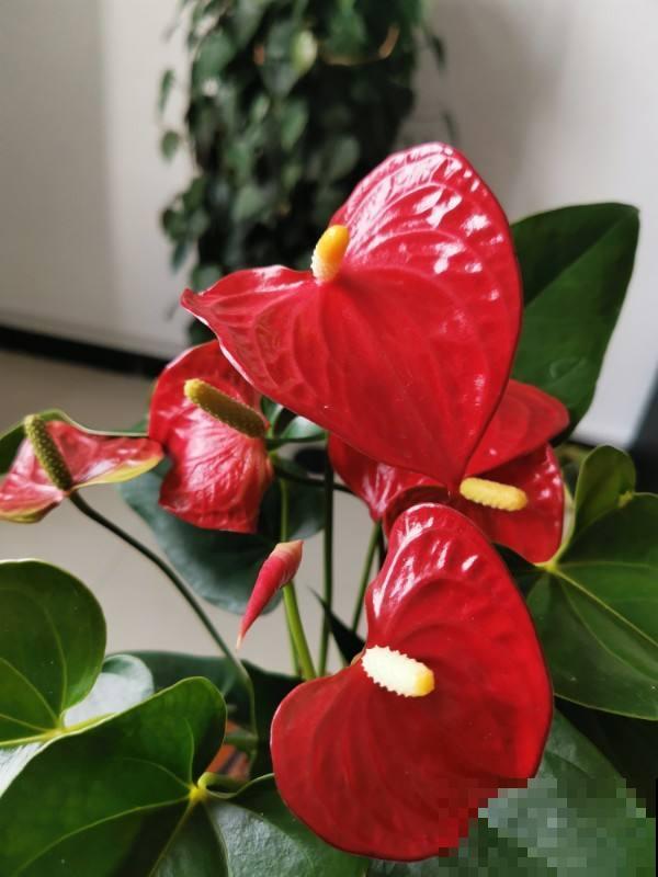 文竹掐个枝，找个瓶子插水里，呼呼冒出小笋芽