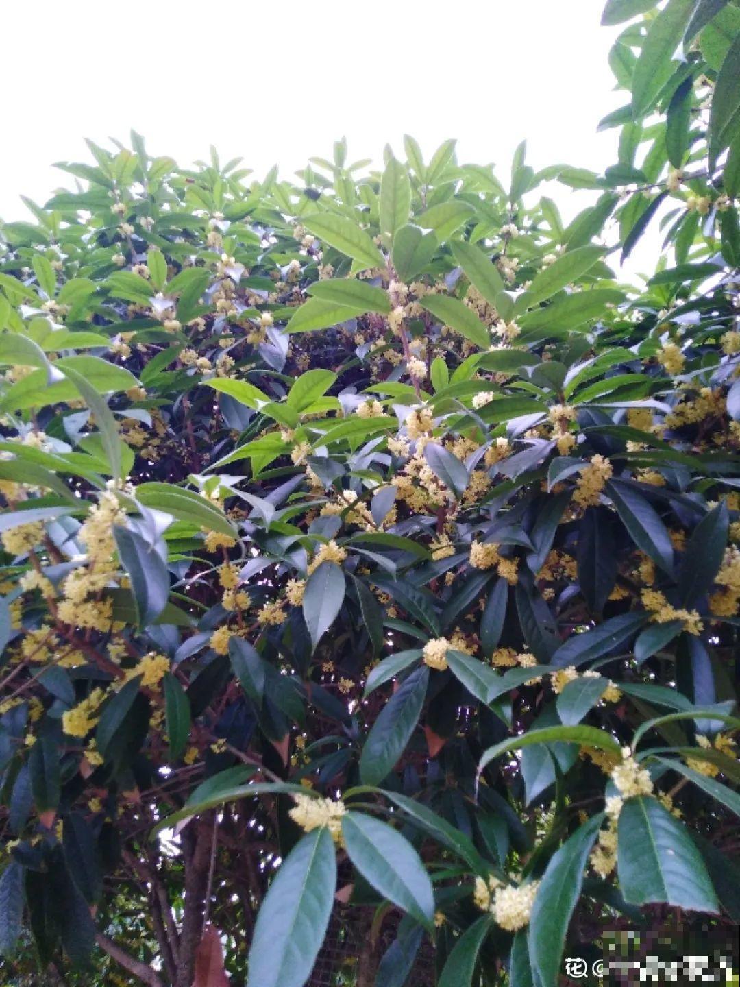 9月施肥季,这花赶紧贴秋膘,才能爆开花! 9月施肥季,这花赶紧贴秋膘,才能爆开花!