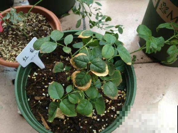 4种养花夺命水，秋天不要浇，一浇花就死！