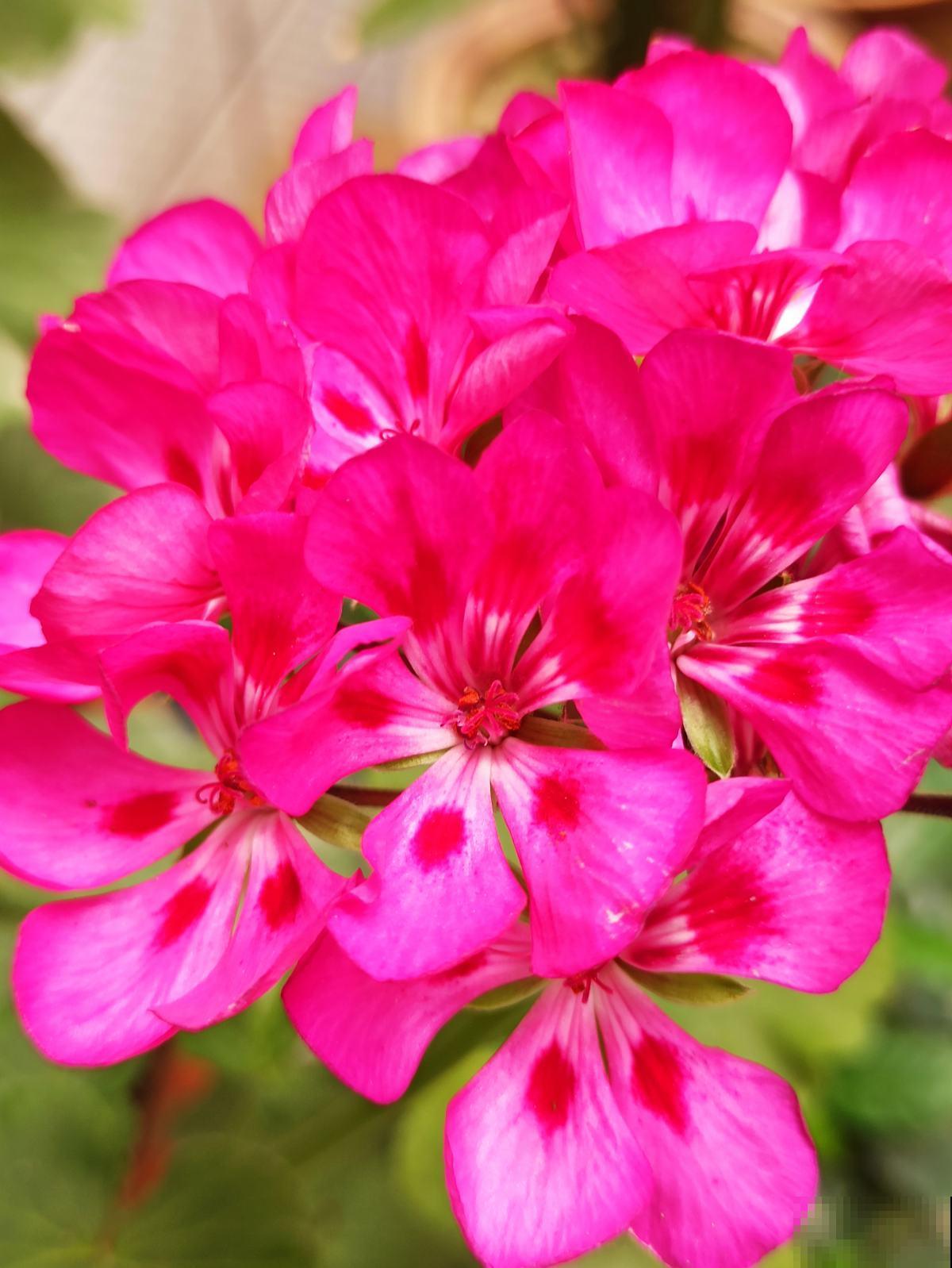 秋天可养的花不少，天竺葵一开就是一大团，好养还喜庆