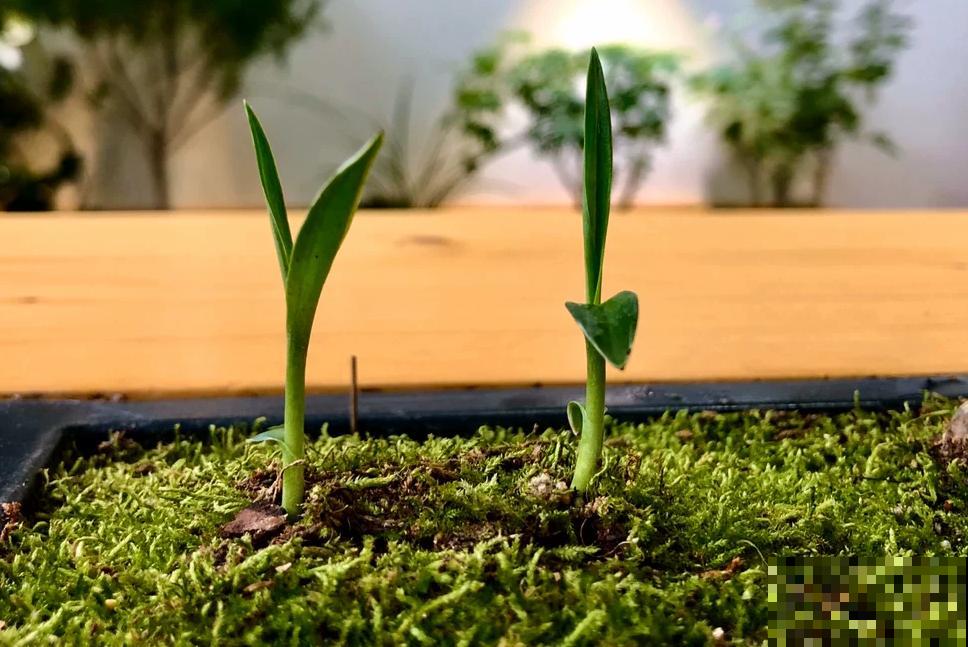 千篇一律？在家养盆白鹭草，花友全得来围观！