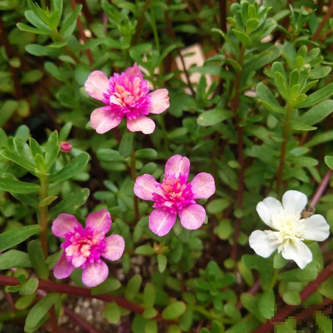看图猜花名，100道题，测你的养花天分！