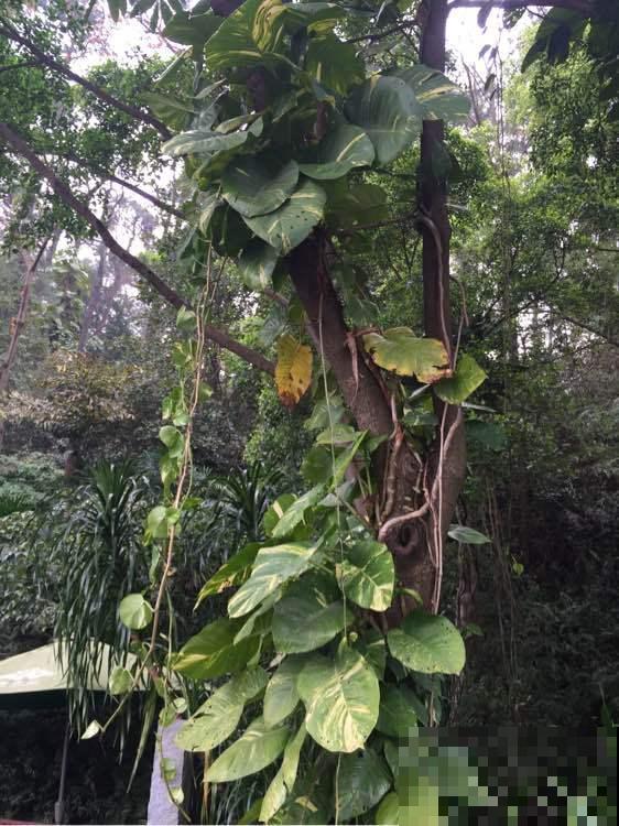 绿萝养久了,居然变成了龟背竹,还开背了? 绿萝养久了,居然变成了龟背竹,还开背了?