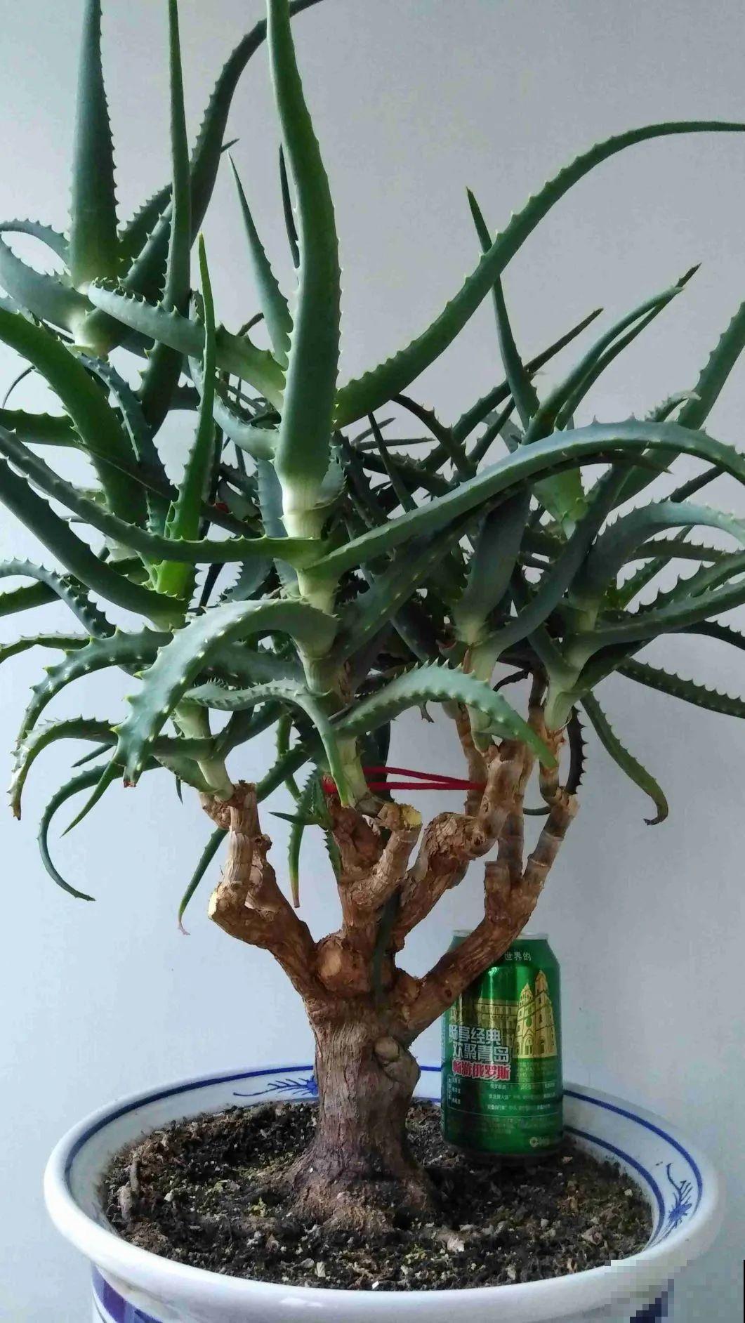 30层楼高开满三角梅,变成空中花园,太美了! 30层楼高开满三角梅,变成空中花园,太美了!