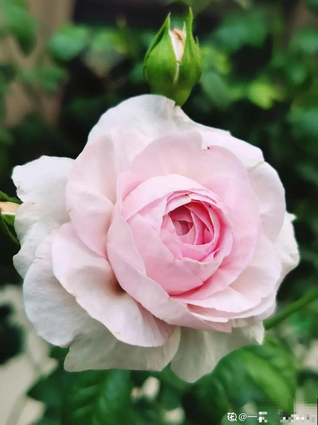 6种花开花就像假的,花期还特长,凑近一看才能辨别 6种花开花就像假的,花期还特长,凑近一看才能辨别