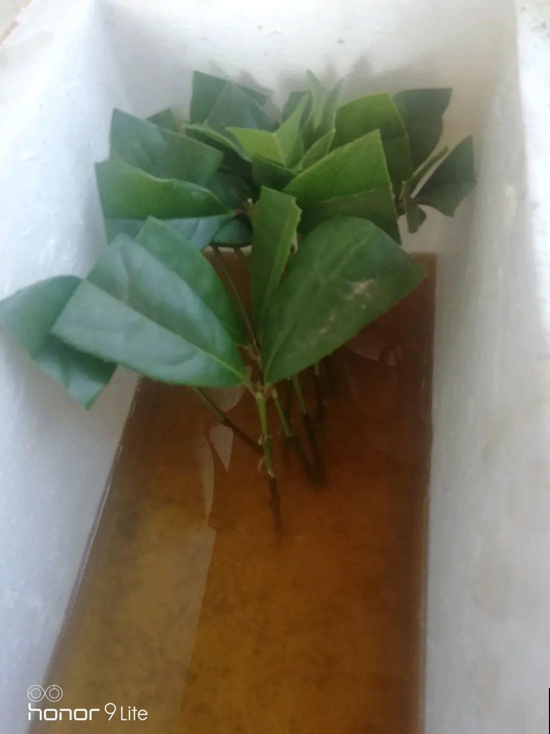 桂花秋天必须养，满树金黄，香飘四溢，不养吃亏了！