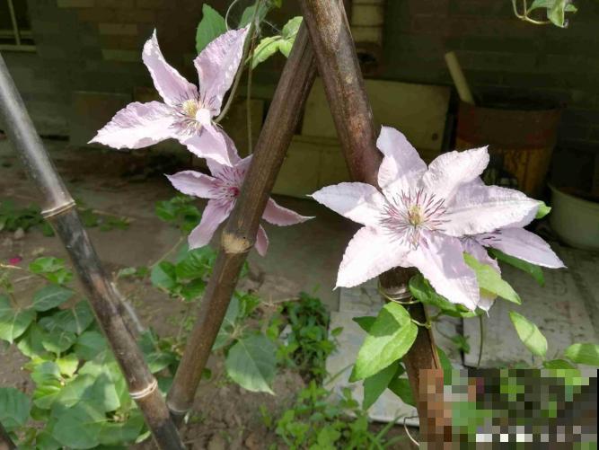 真相:花总烂根的罪魁祸首,就是这玩意! 真相:花总烂根的罪魁祸首,就是这玩意!