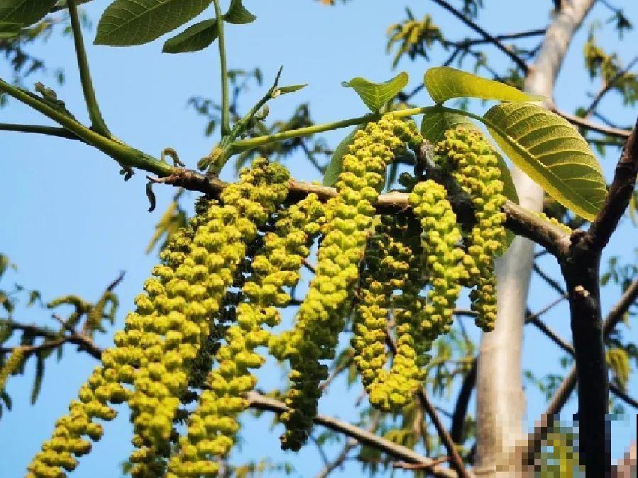 院子里种棵守家果树,镇宅风水好,旺人旺家 院子里种棵守家果树,镇宅风水好,旺人旺家