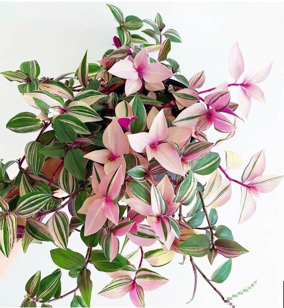 秋天养10种花，个个美得像油画，特别上档次！