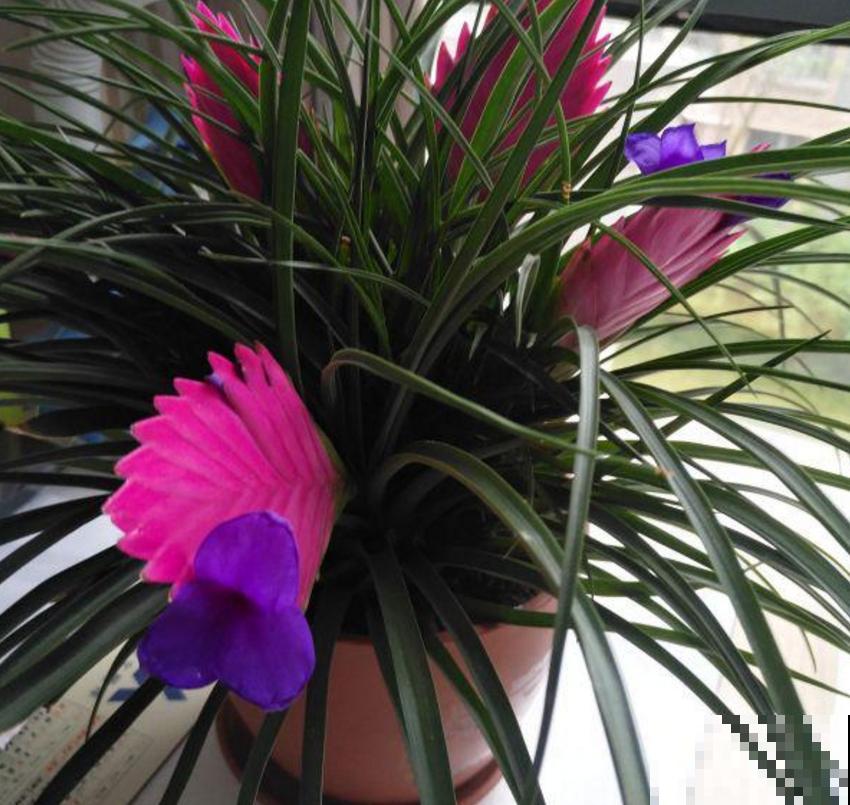 凭借“死亡芭比粉”,虏获无数花友的心,当属铁兰! 凭借“死亡芭比粉”,虏获无数花友的心,当属铁兰!