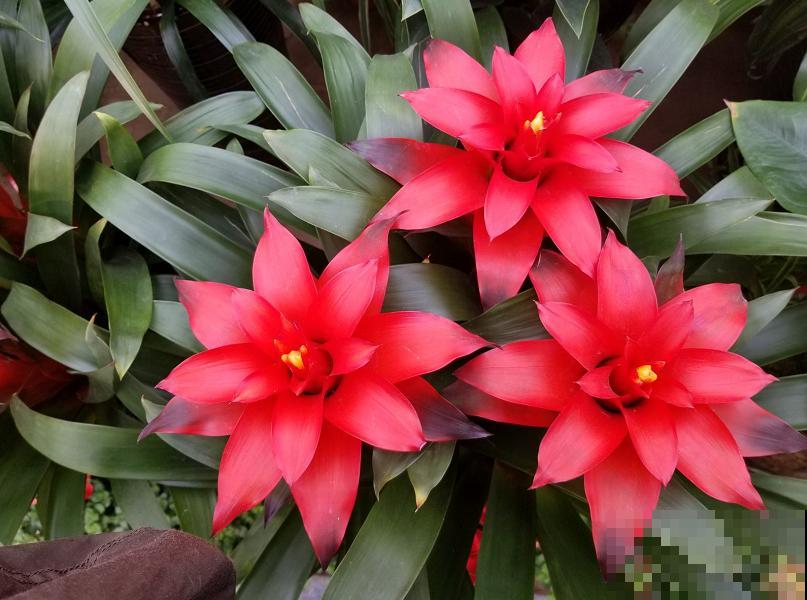 花市这种花是一次性的,开完花就死,可以扔掉了! 花市这种花是一次性的,开完花就死,可以扔掉了!