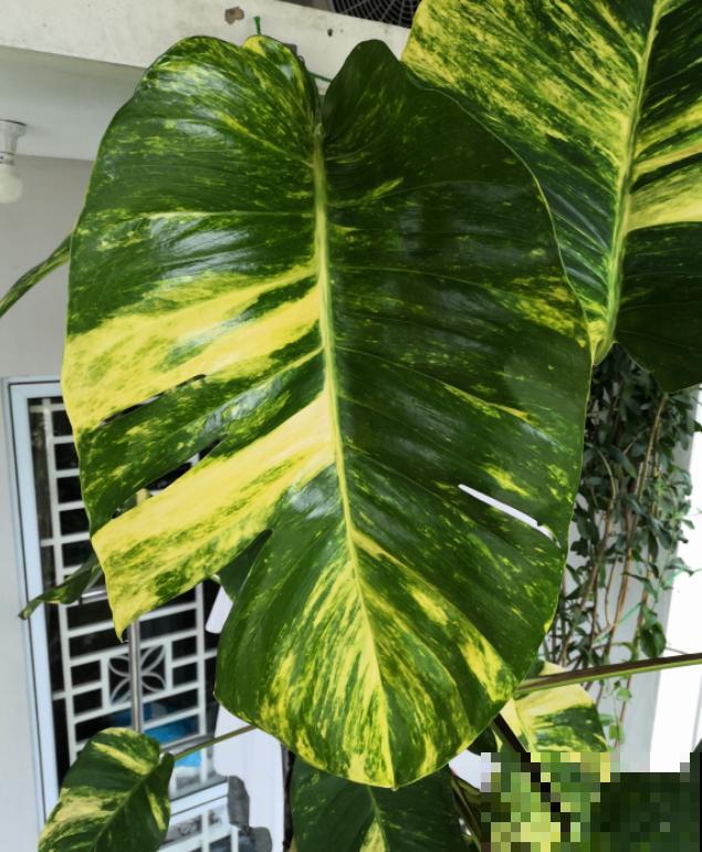 绿萝养久了，居然变成了龟背竹，还开背了？